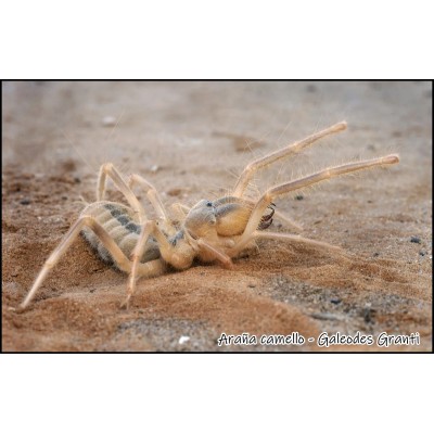 Araña camello - Galeodes Granti